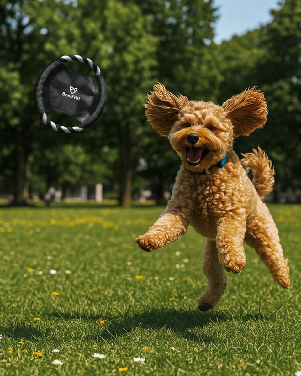 AmbellaSA's tweet photo. Make your brand part of everyday moments. 🐾

From branded pet toys to practical accessories.

Perfect for veterinary practices, pet retailers, animal welfare organisations,and lifestyle brands looking to create memorable, feel-good connections.

https://t.co/IutECZvmzg https://t.co/9UAPuPvdlk