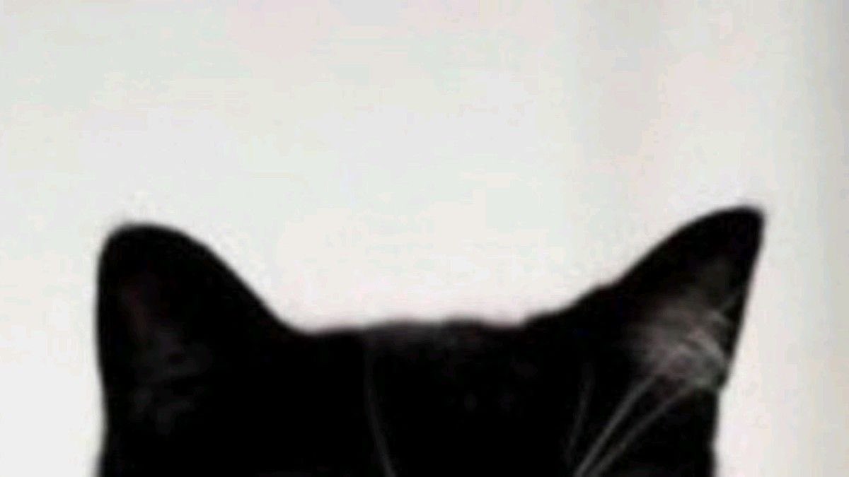 ゆきねこ* tweet media