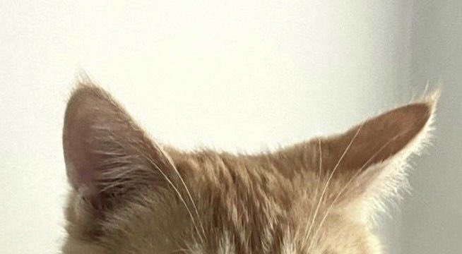 ゆきねこ* tweet media