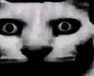 Je me suis dit "Bordel, c'est une idée de merde de retourner débattre avec eux pour le clout facile."

Je vais lurk par curiosité morbide.

il débat pas...