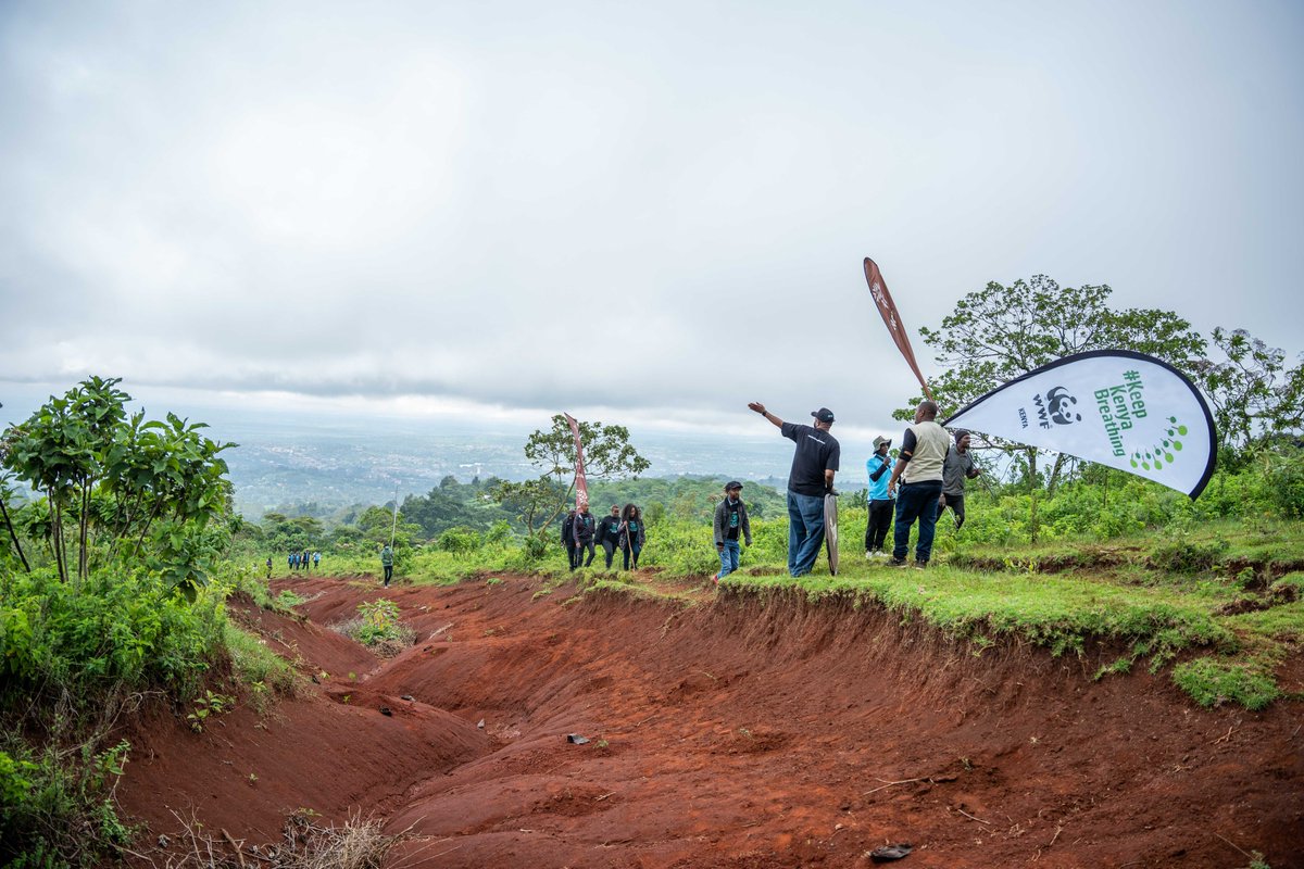 NCBA Bank tweet media