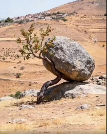 जतिसुकै ठुलो बोझले थिचे पनि वृक्षले फल दिने दायित्व र कर्तव्य कहिल्यै त्याग्दैन।