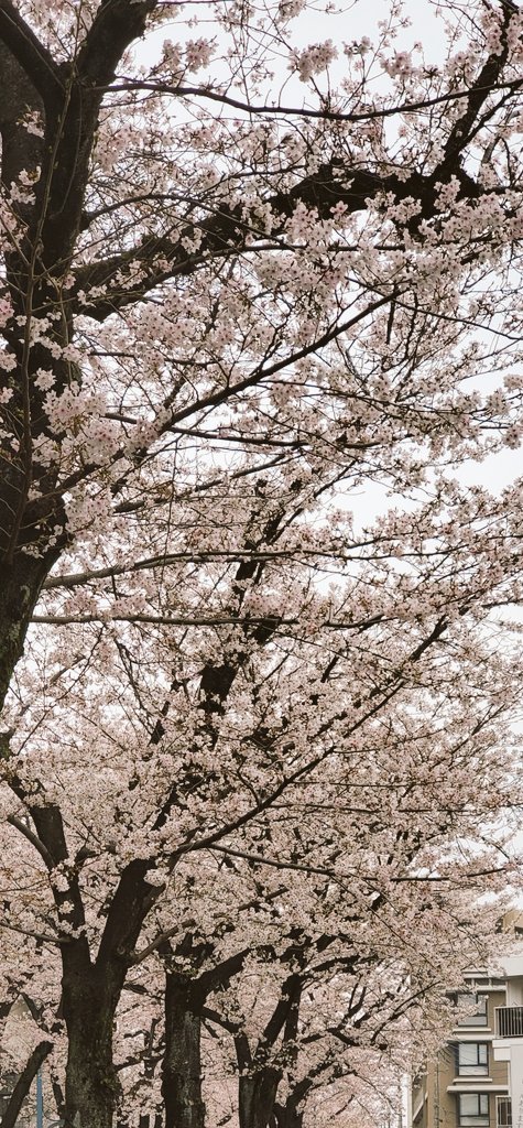 Victoria_BC_CA's tweet photo. 一気に満開🌸

#マジカワ 
#マジカワミュージアム https://t.co/JgPOXgGUrT