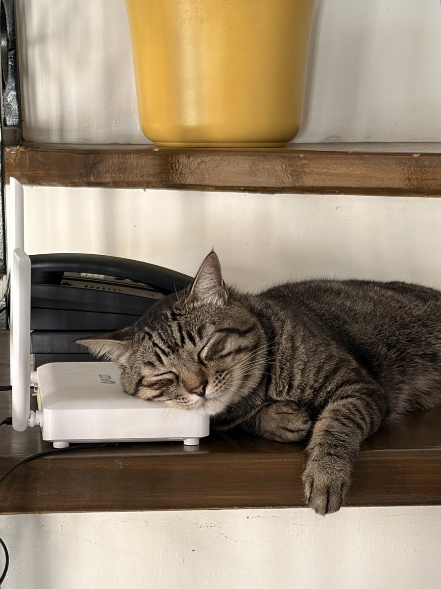 🦷🪽 tweet media