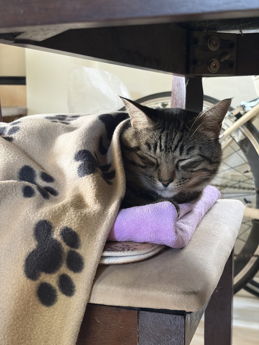 🦷🪽 tweet media