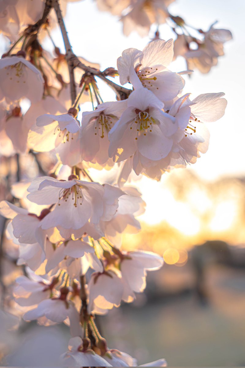 兎月みお tweet media