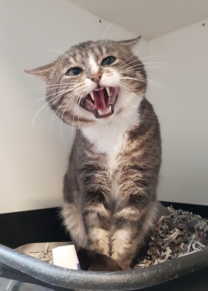 SAZ - Stichting Amsterdamse Zwerfkatten tweet media