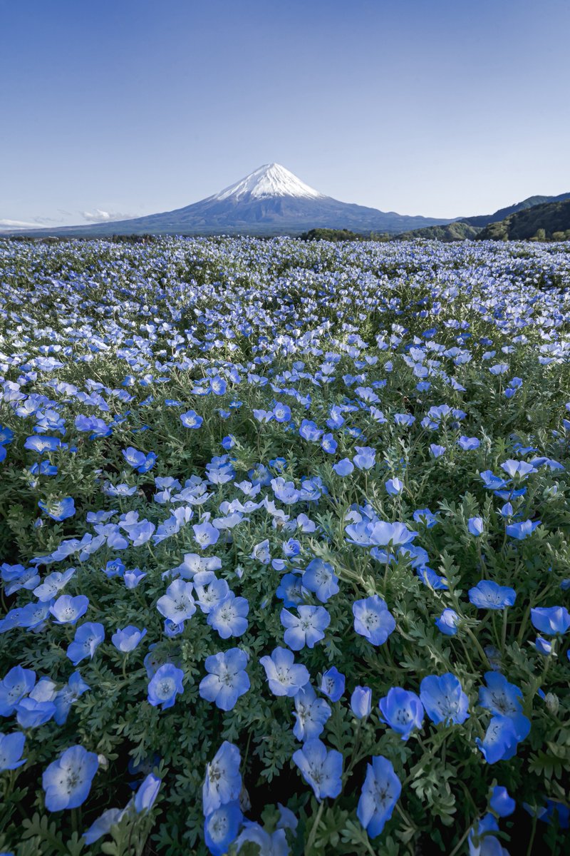 𝑇𝑎𝑘𝑢 tweet media