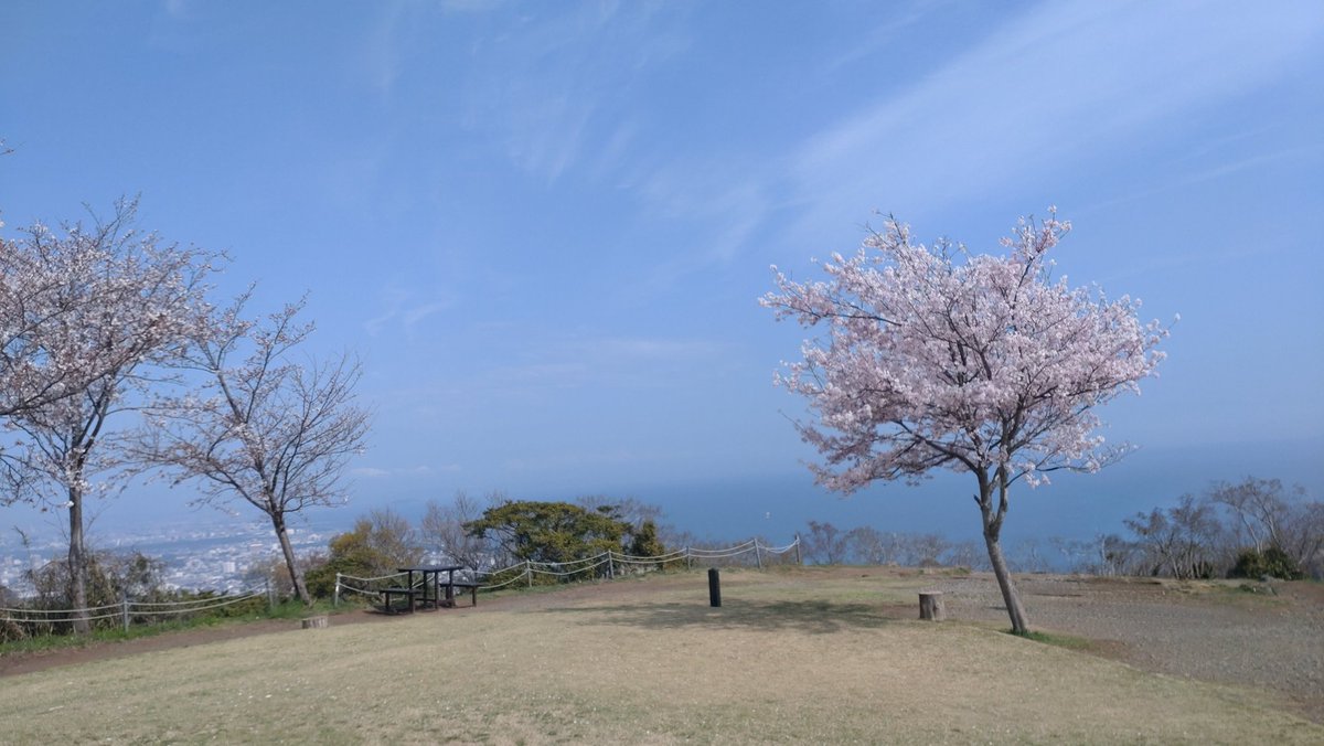 drasena35's tweet photo. 展望台と🌸 https://t.co/iDVRsNsm0e