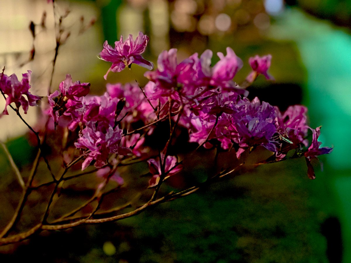 庄司智＠講談社ライトノベル出版部編集長 tweet media