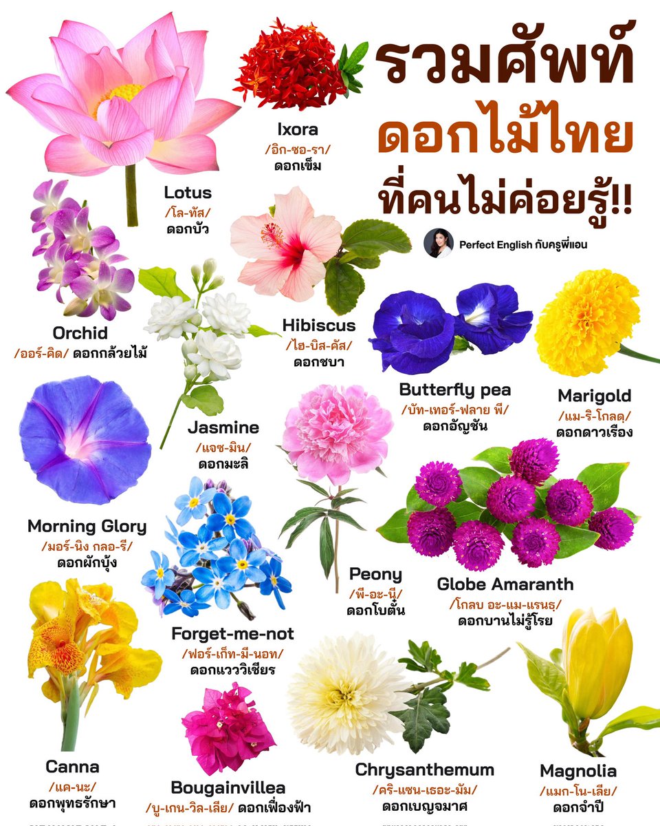 🪷 ครูพี่แอนรวม ‘ดอกไม้ไทย’ ภาษาอังกฤษ มาให้ทุกคนค่ะ !

#ครูพี่แอน #เรียนภาษาอังกฤษ #คำศัพท์ภาษาอังกฤษ #ฝึกภาษาอังกฤษ #ดอกไม้