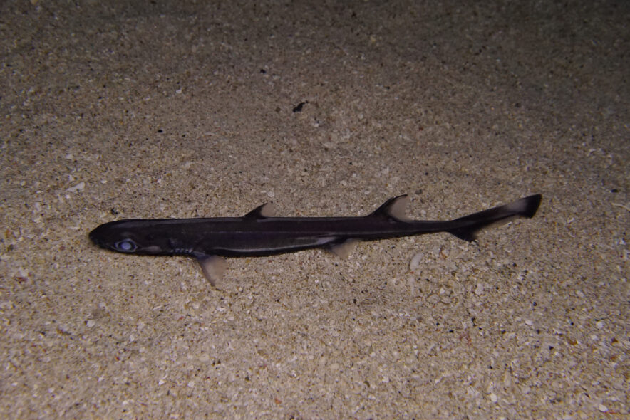 サカナト tweet media