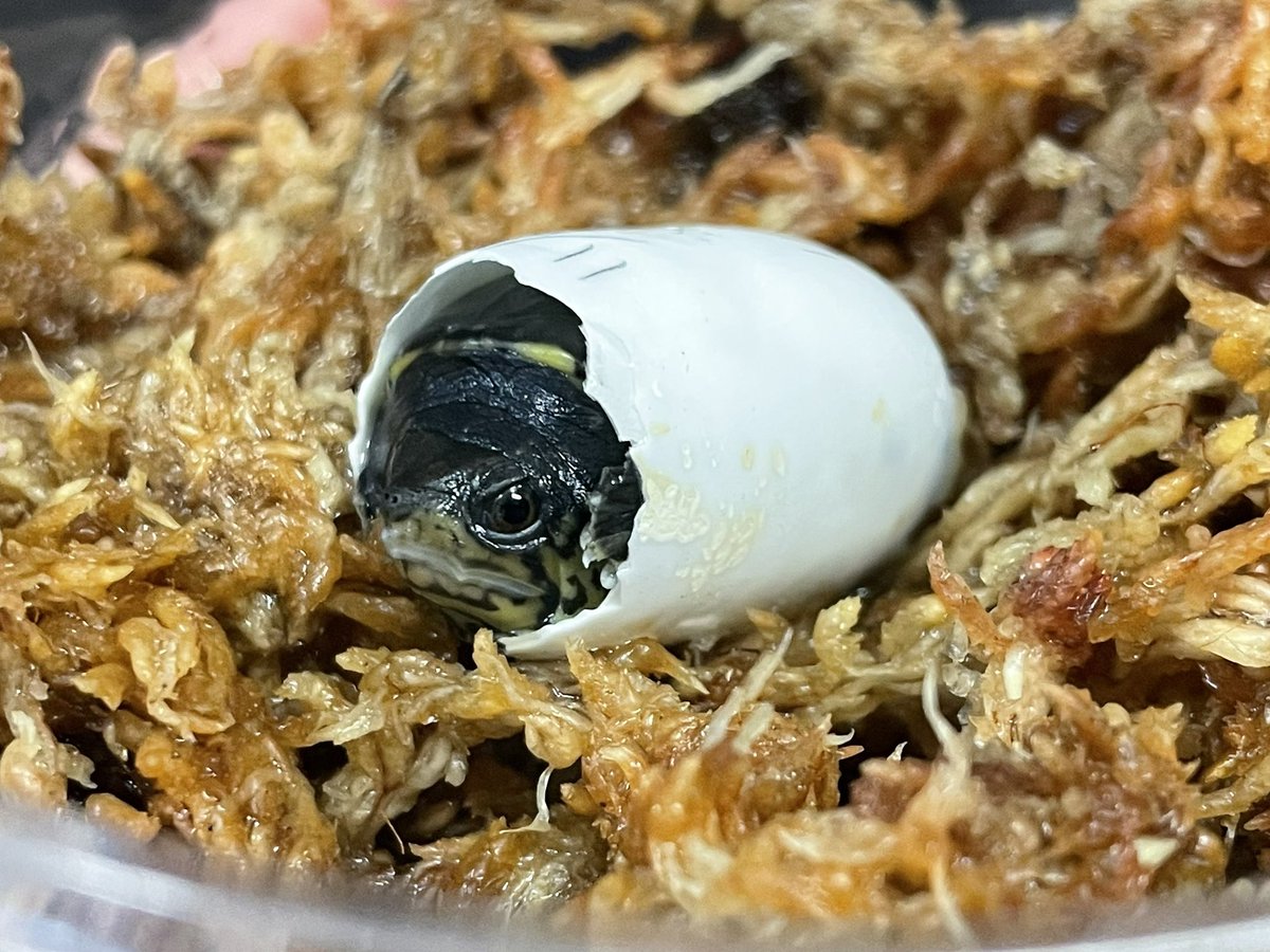 かじょにまる tweet media