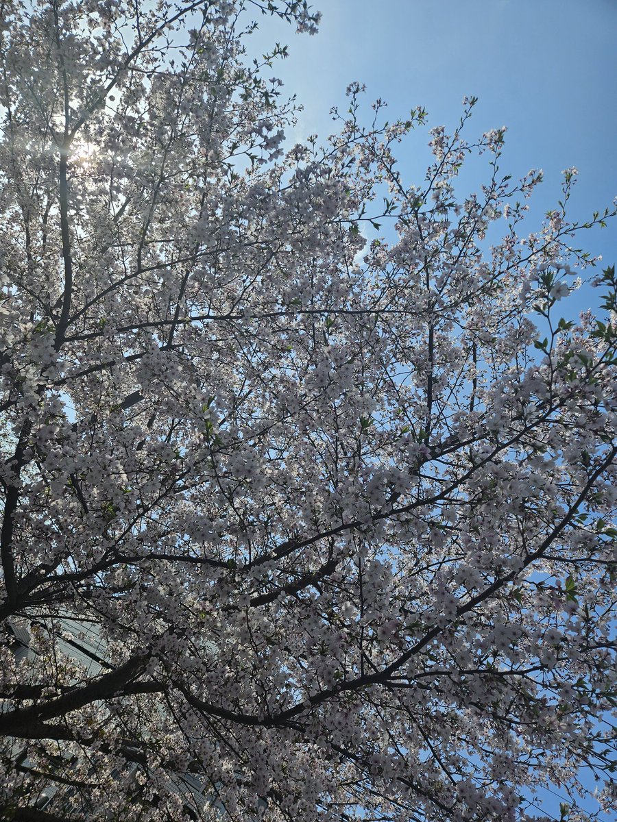 麻波(桃宮)楓乃 tweet media