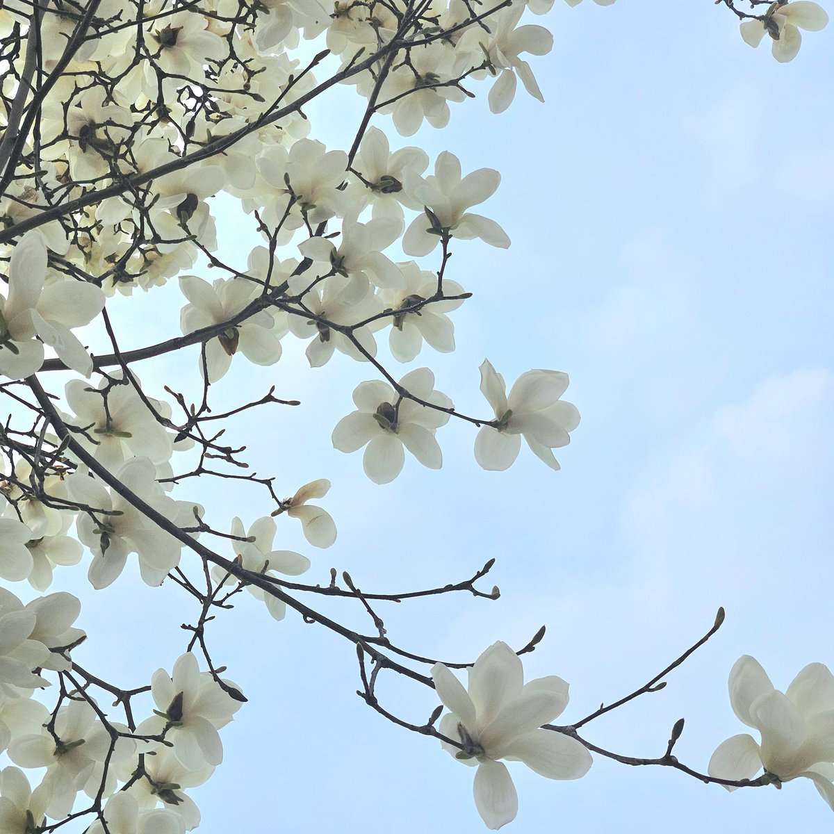 오늘 찍은 봄꽃!!
근데 이 꽃은 뭔지 모르겠지만 잎이 빨리 떨어지더라구🥺