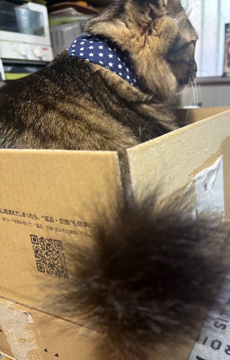 神の尾 tweet media