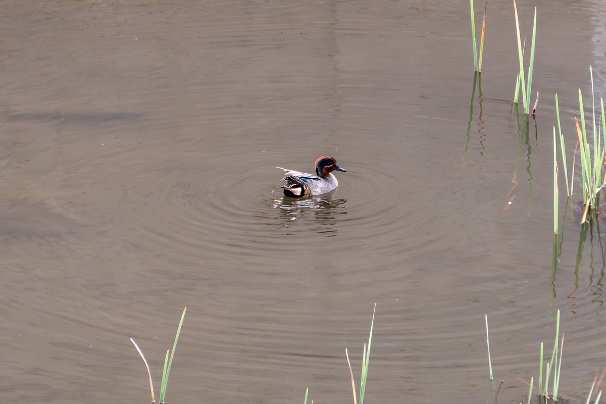 Tosh＠よろず屋 tweet media