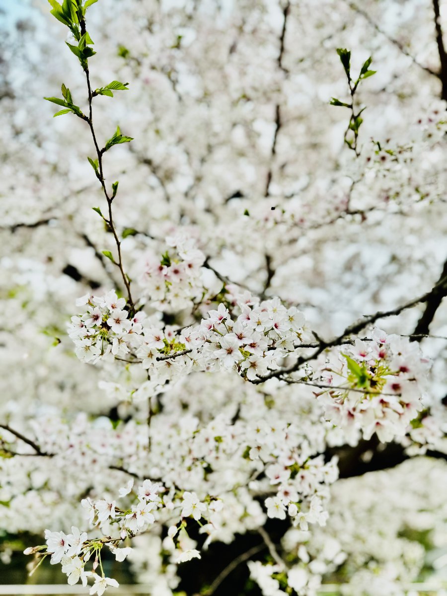 桜の季節だから公園までお散歩🐈🐾

桜の花を残りの人生であと何回見れるのかなって考える

現在という時間を大切に後悔がないように生きていきたいね°･🐠