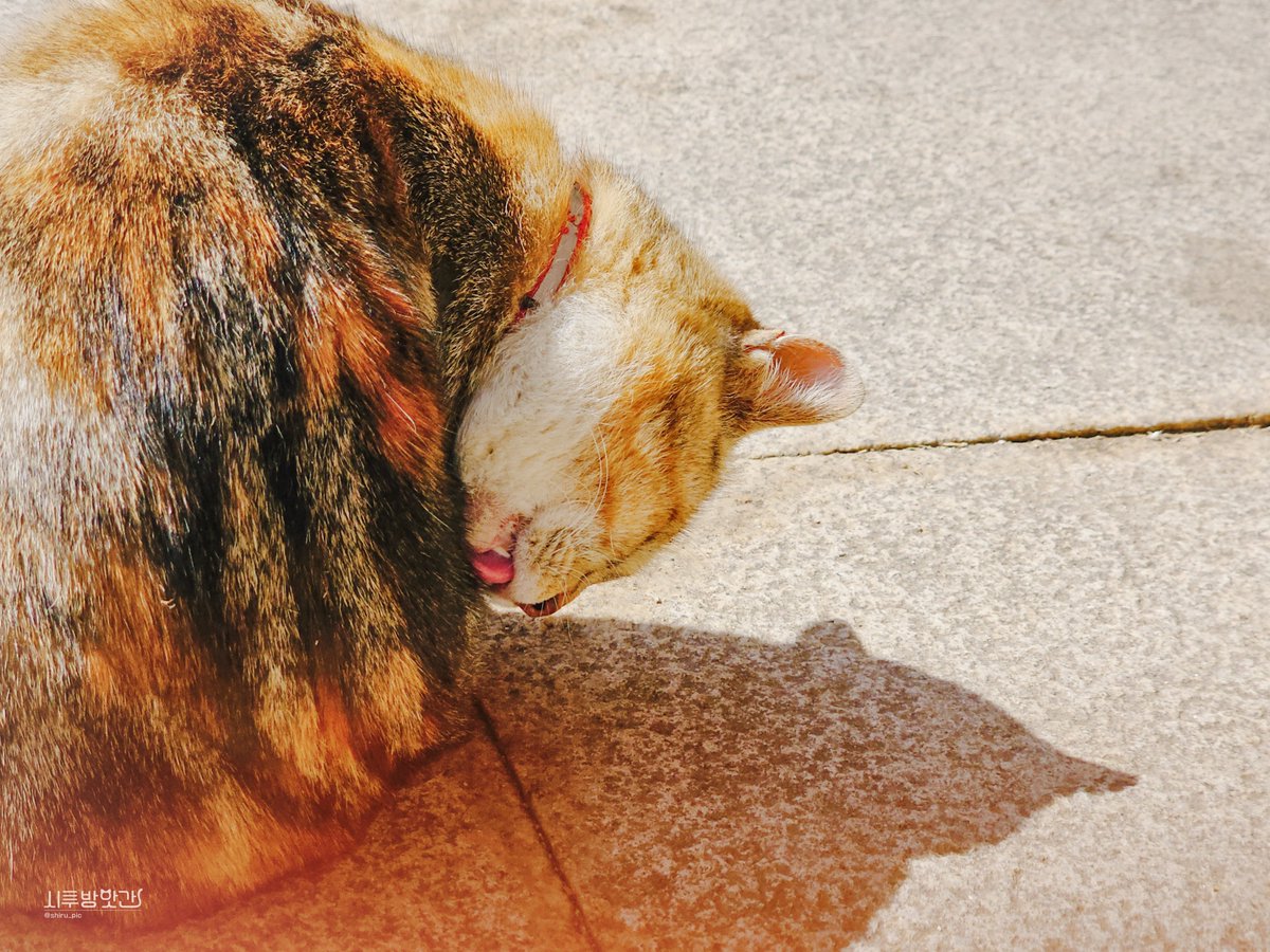 시루 방앗간 tweet media