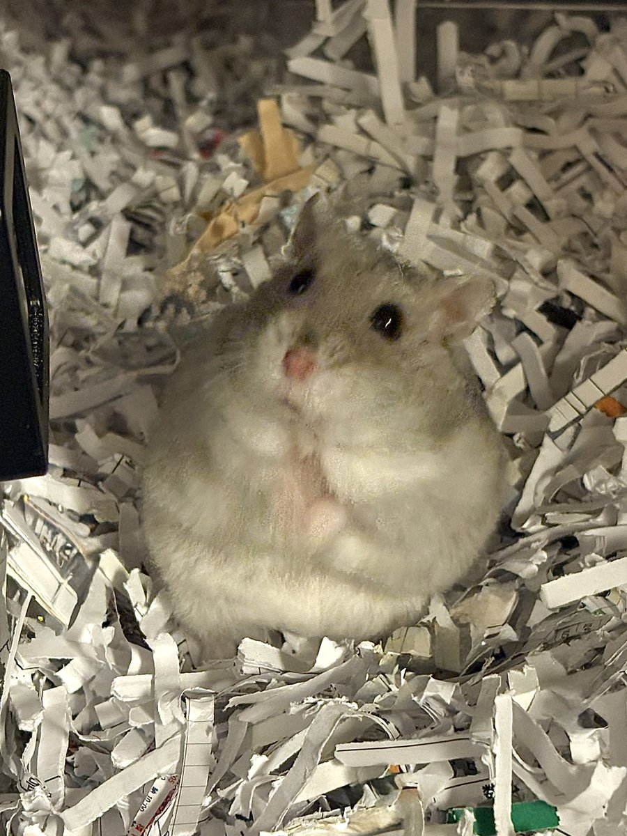 やったま tweet media