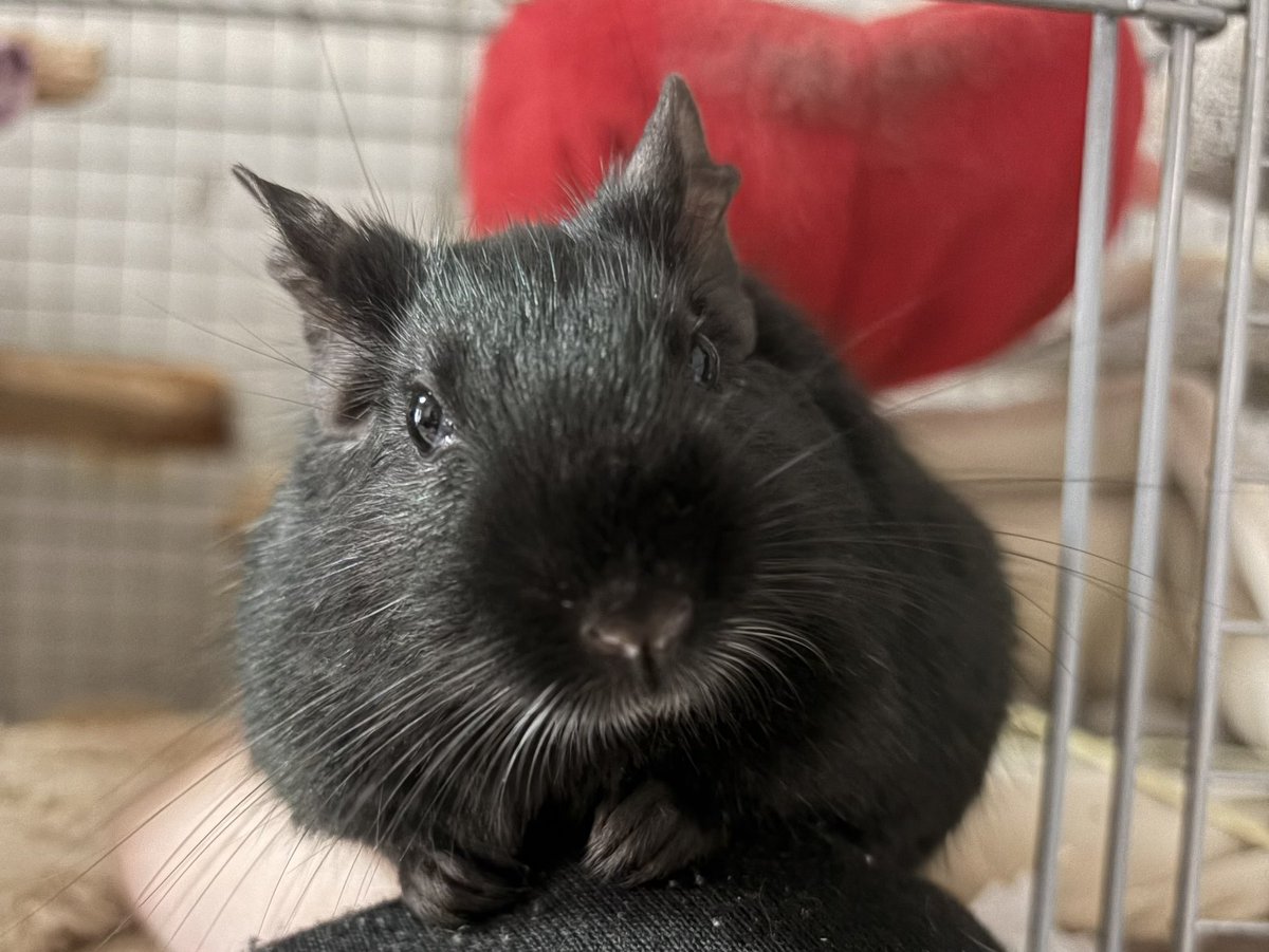 ぱぴぽ tweet media