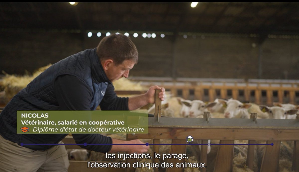 lacoopagricole's tweet image. #Attractivité | Découvrez les métiers de l’accompagnement technique en élevage ovin 🐑 👉 youtu.be/On2Lw9M4Y8Q

Les métiers du conseil et du suivi technique jouent un rôle essentiel pour garantir la #performance, le bien-être animal et la pérennité des exploitations !