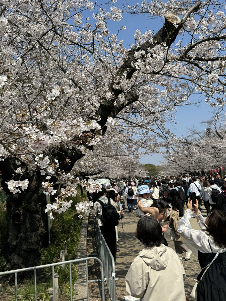 New ふくろう tweet media