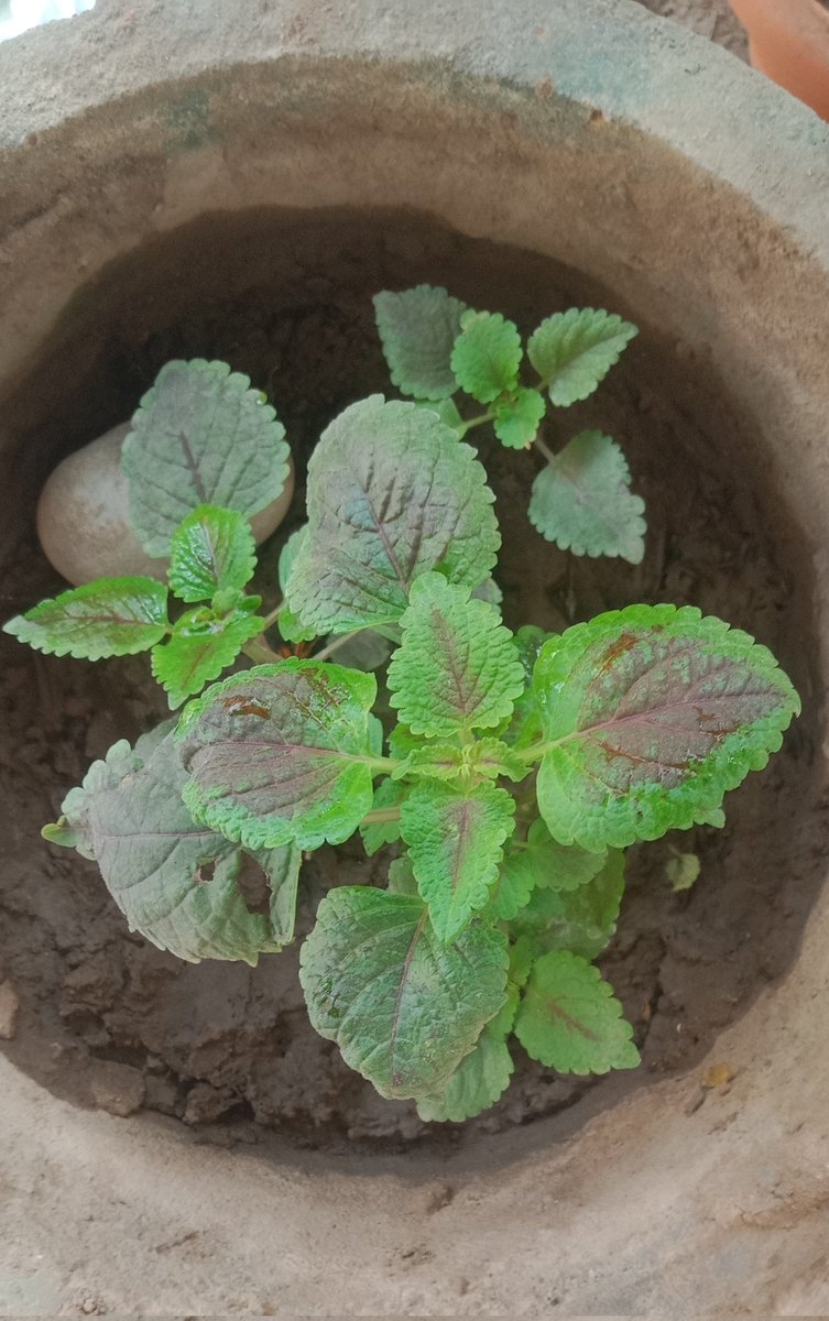 Komal Leelaben Chavda🇮🇳 tweet media