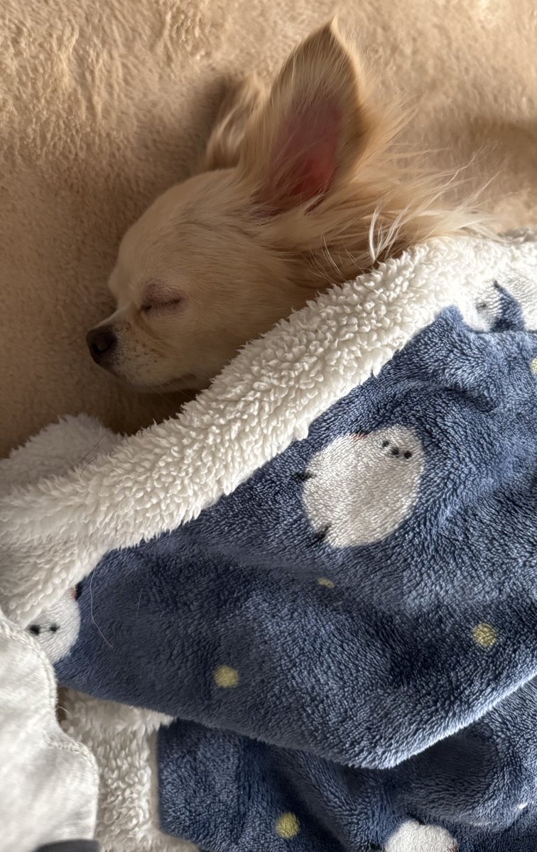 桜庭 かよ🍓𝐊𝐚𝐲𝐨 𝐒𝐚𝐤𝐮𝐫𝐚𝐛𝐚 tweet media