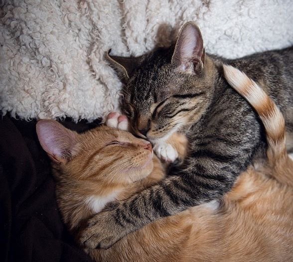 daily cats ♡ tweet media