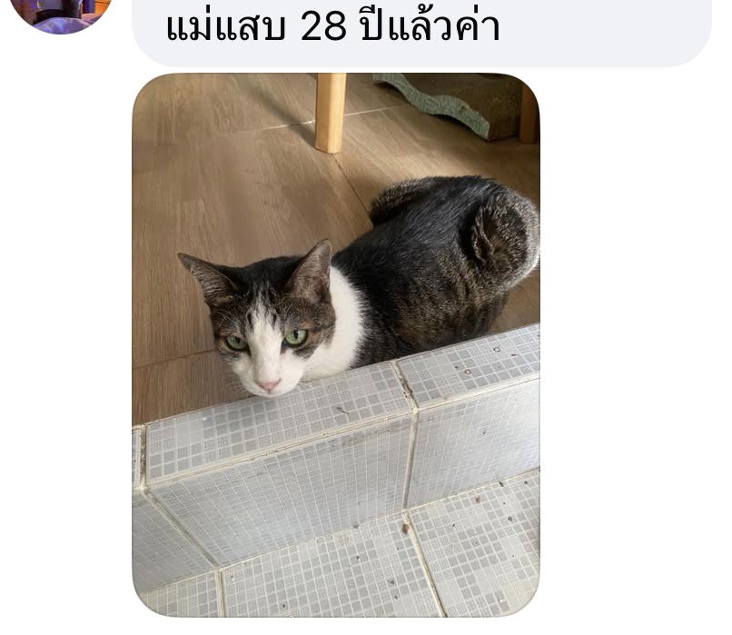 ฃลงโพสขอดูแมวที่อายุเยอะสุดในบ้านไปในเพจ แล้วแต่ละคนมาตอบได้ทึ่งมากกกก เจอ 15ขวบ+ ว่าเยอะแล้ว เจอน้องอายุ 28 ขวบไป สุดยอดเลย แข็งแรงๆกันนะ