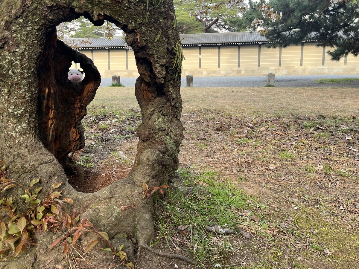 自然と一体化を試みていますﾓ🐮🌲
なお、顔はしっかり出ていますﾓ🐮💦

#ぬいぐるみ #ぬい撮り