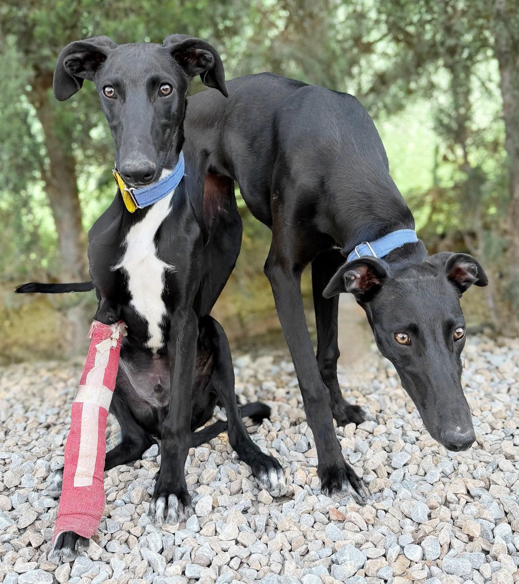 Galgos del Sol tweet media