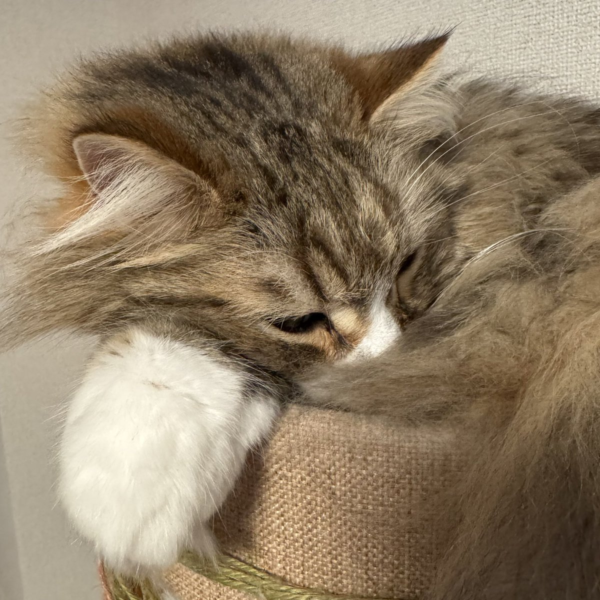 るなまる🐱ྀི tweet media