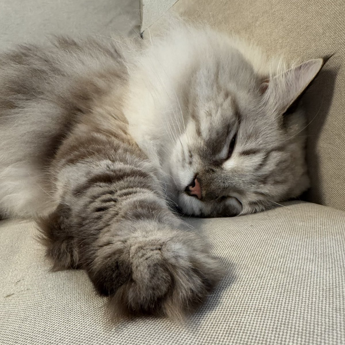 るなまる🐱ྀི tweet media