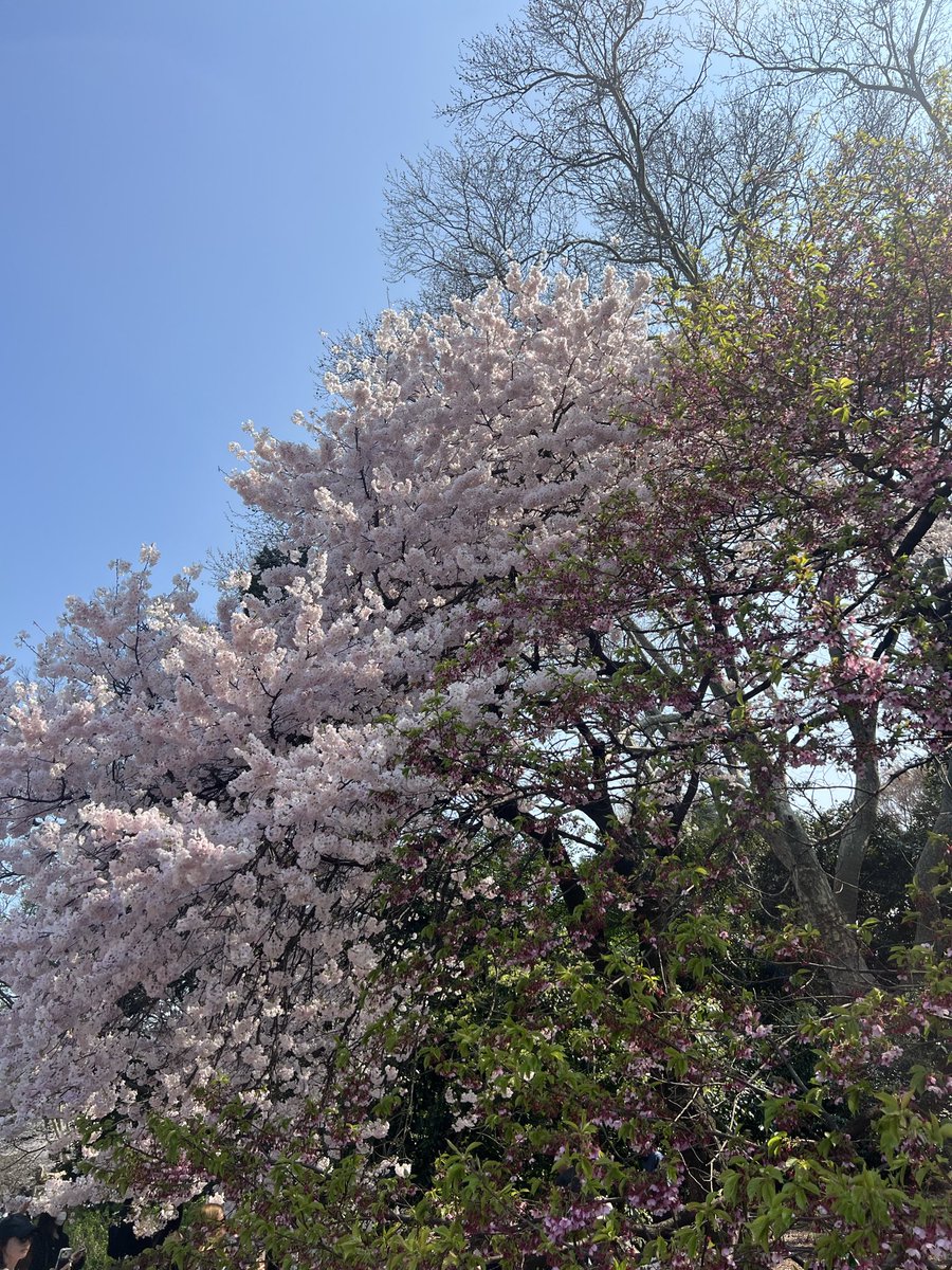BE_happyr's tweet photo. 春だねぇ🌸 https://t.co/VyEVT3SjRD