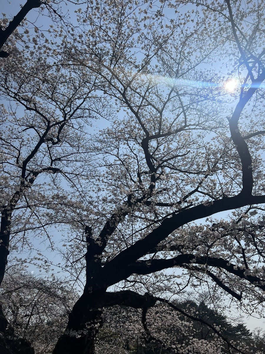 BE_happyr's tweet photo. 春だねぇ🌸 https://t.co/VyEVT3SjRD