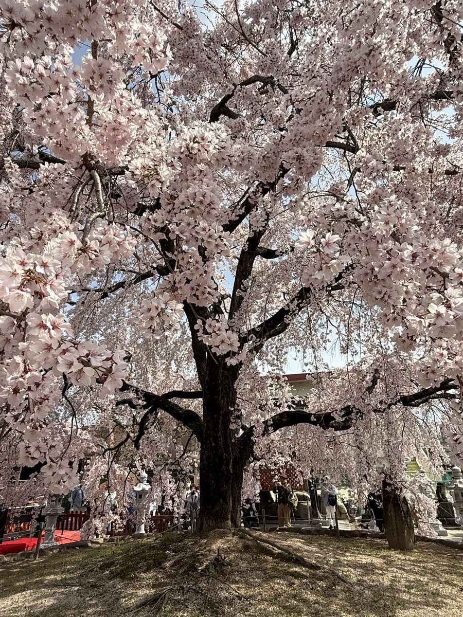 とし&びー𓃟 tweet media