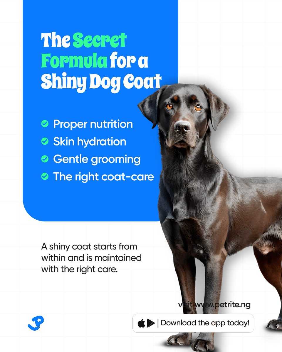 petrite_ng's tweet image. A shiny coat starts with the right nutrients and consistent care not luck.

For healthier skin and a better shine try:
•Vetzyme Cod Liver Oil – N16,537
•Booster Treat for Skin and Coat – N4,485
•Jojo Pro Nature Skin and Coat – N3,700
#Petrite #Doggrooming #dogsofx #DogoftheDay