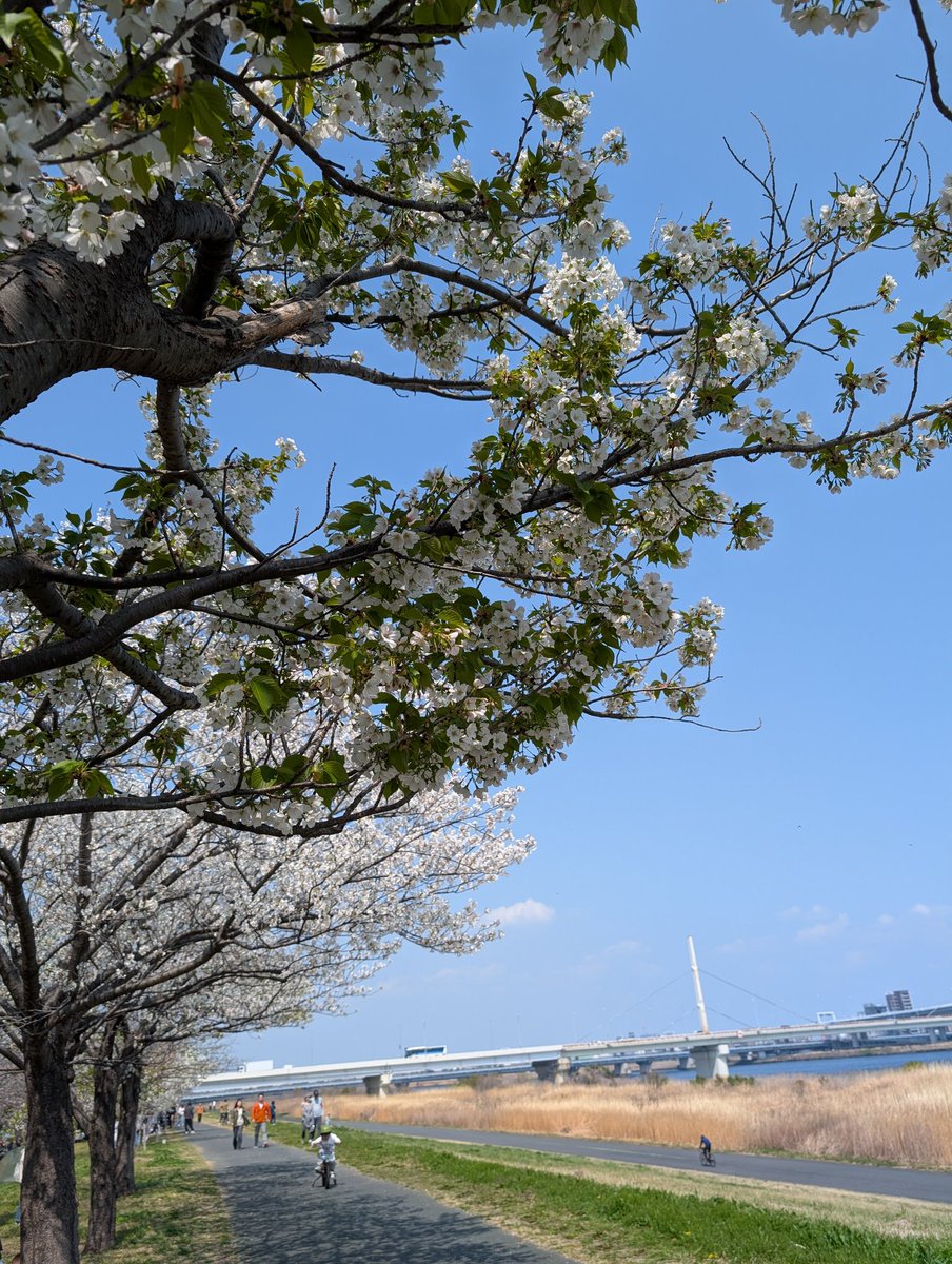 CatSupika's tweet photo. 桜の季節🌸

小学生の入学祝いで学校から桜の苗木をもらったことがきっかけで、桜には何かしらの縁があると思っていて。

去年は慌ただしくていけなかったけれど、今年はちゃんと花見に行けました！

春を感じれた１日…幸ですなぁ。
私の桜の木は、今年も咲いてくれているかな…？ https://t.co/D9QVogK4vP