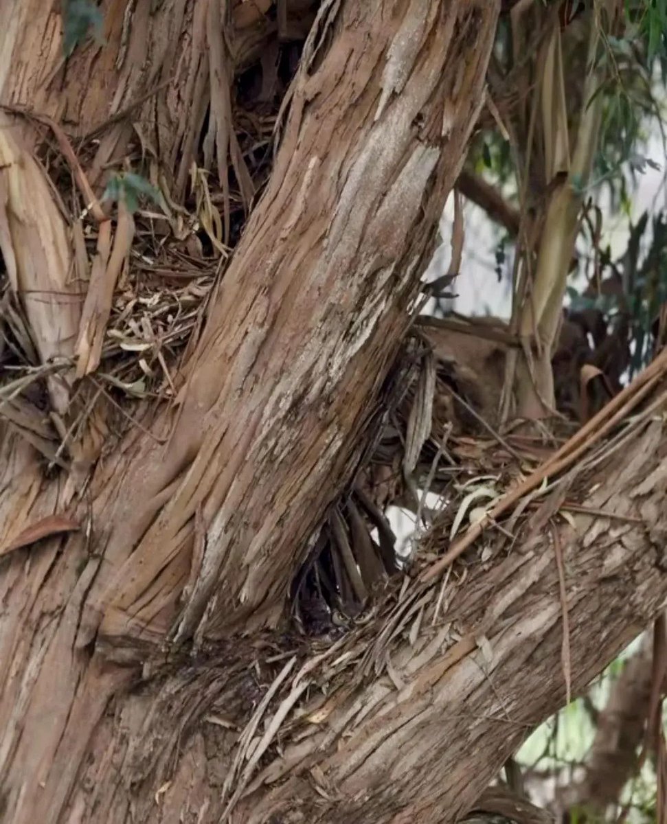 Nature is Amazing ☘️ tweet media