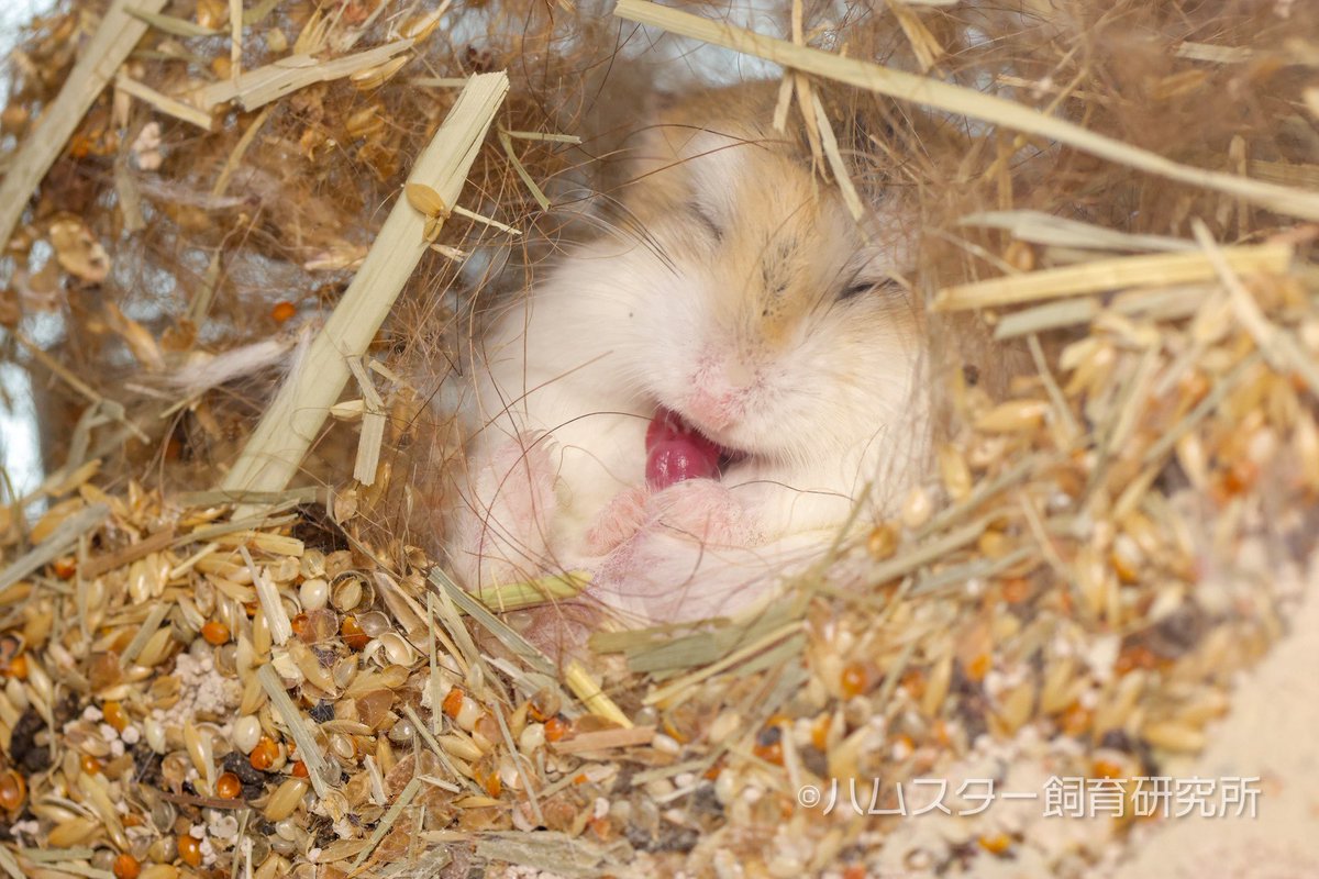 ジャンガリアン飼育研究所@所長:つん tweet media