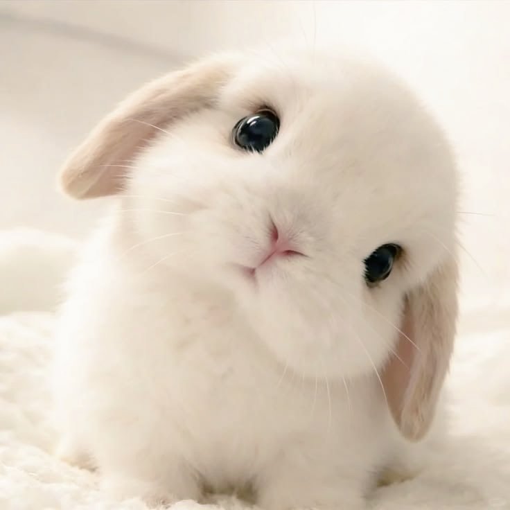 thepopularanimals tweet media