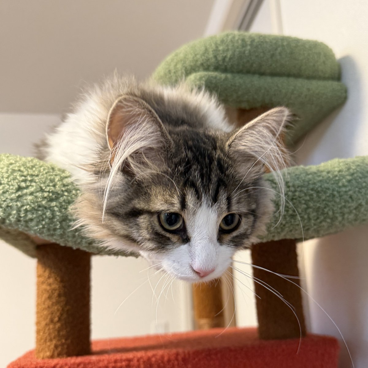 ねこぞー tweet media