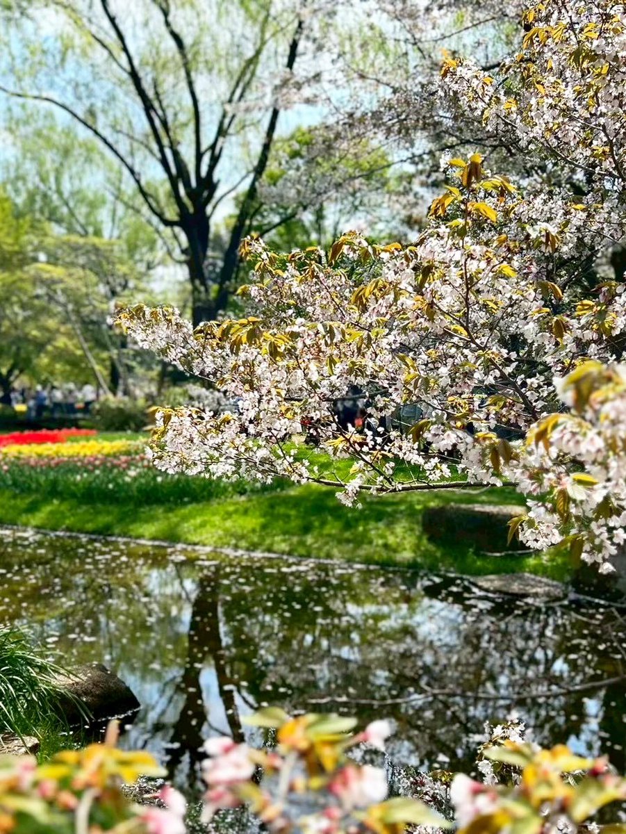 _chai_1121's tweet photo. 桜🌸
春がやってきたね https://t.co/YZbcE2qTY9