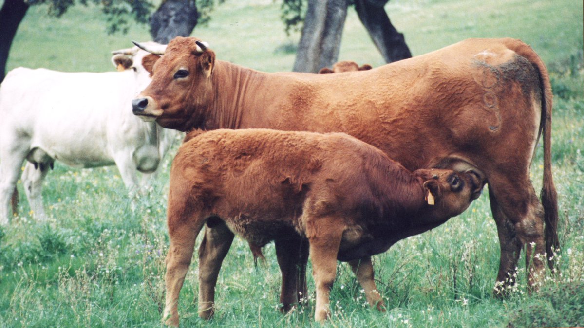 ASAJA CORDOBA tweet media