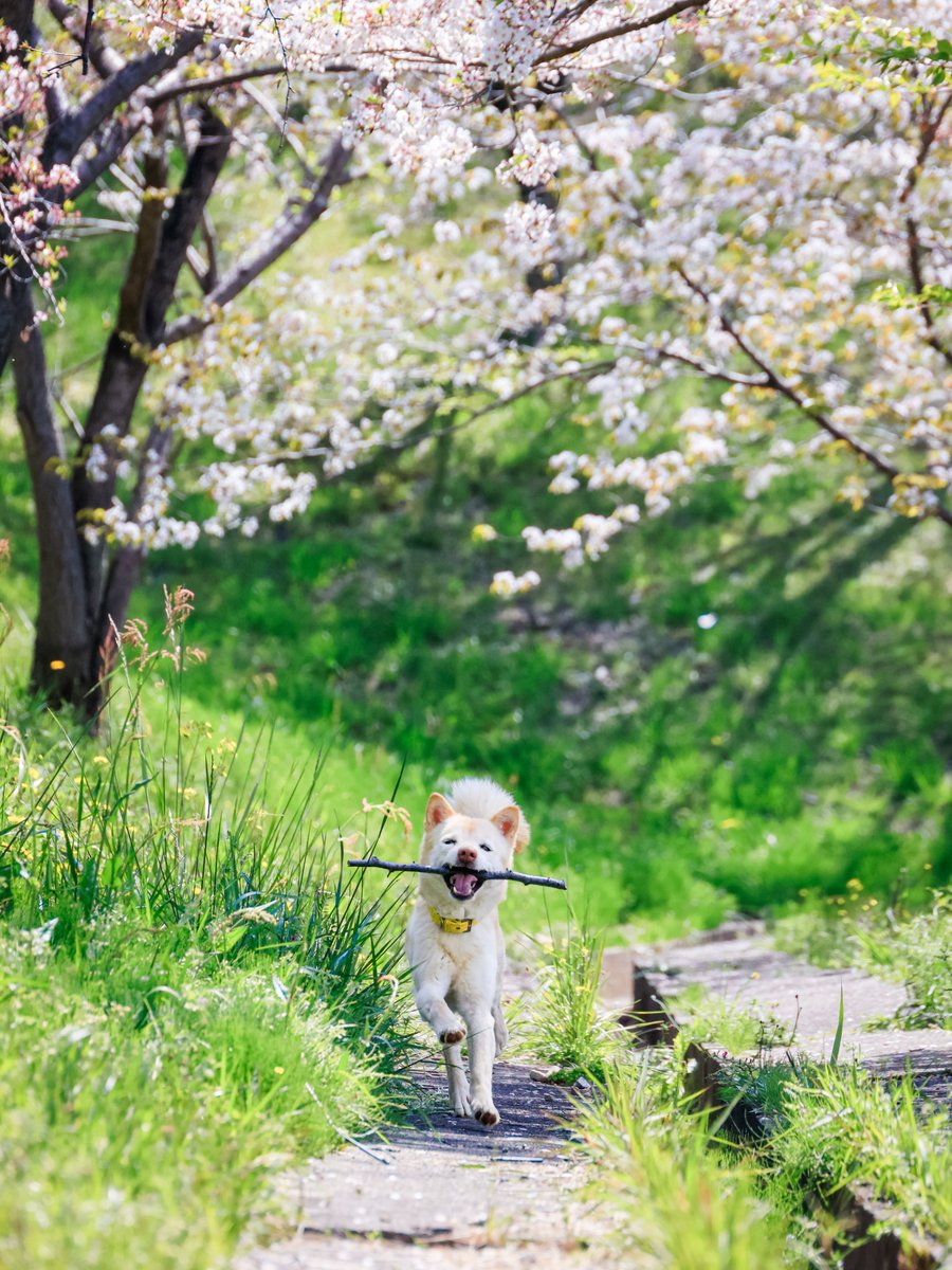 こすもす* tweet media