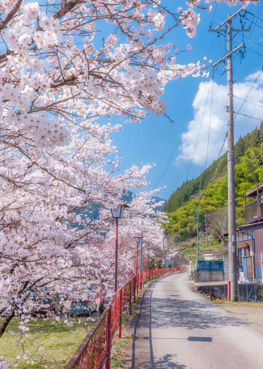 春の輝きに満ちた、郡上八幡の街並み。