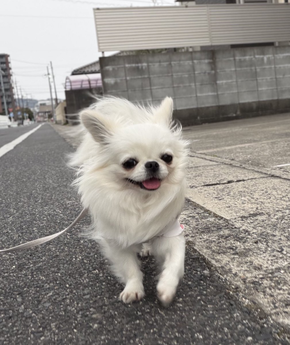 鼻ぺちゃこあちゃん tweet media