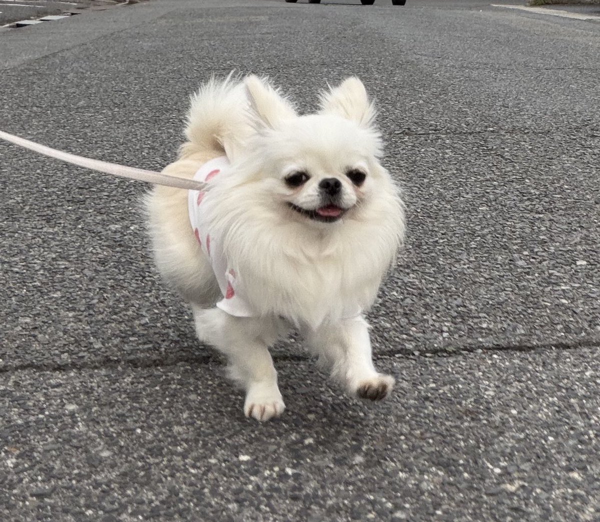 鼻ぺちゃこあちゃん tweet media